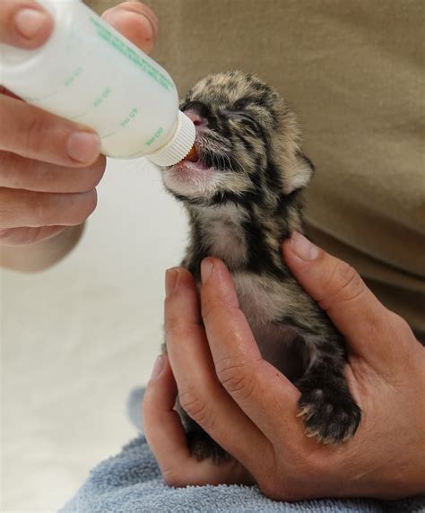 Naples Zoo Announces Birth Of Two Endangered Clouded Leopard Kittens