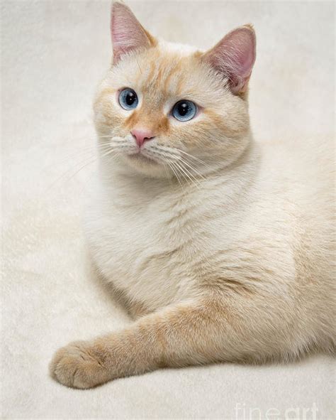 Flame Point Siamese Cat Poster By Amy Cicconi