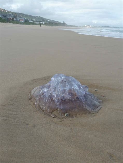 Ginormous Jellyfish Africa South Africa Trip