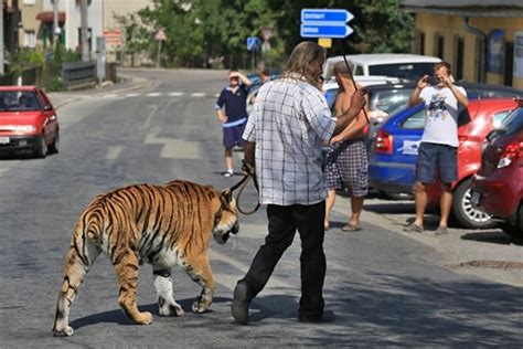 Folha de Maputo Notícias Vida e Lazer Tcheco passeia com tigre e