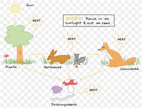 Energy Flow Ecosystem Food Chain Diagram Food Web Png 1929x1479px