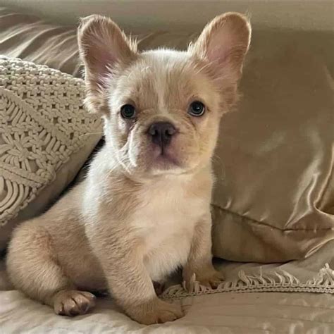 Fluffy Frenchie All You Need To Know About This Unusual Pup In 2022