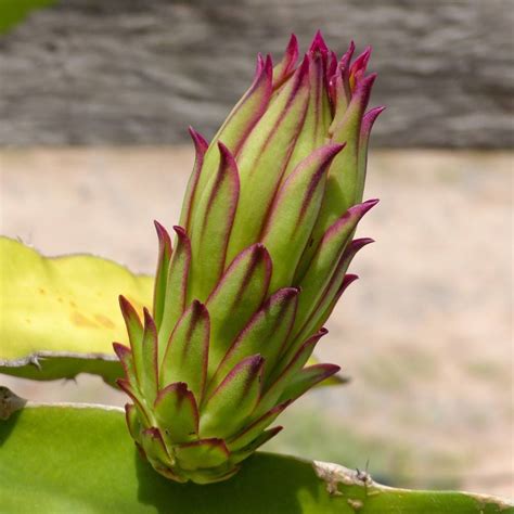 When Is Dragon Fruit In Season? And Some Interesting Facts About Pitaya