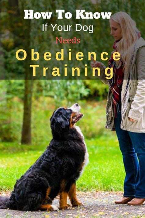 How To Know If Your Dog Needs Obedience Training Dogspaceblog Dog