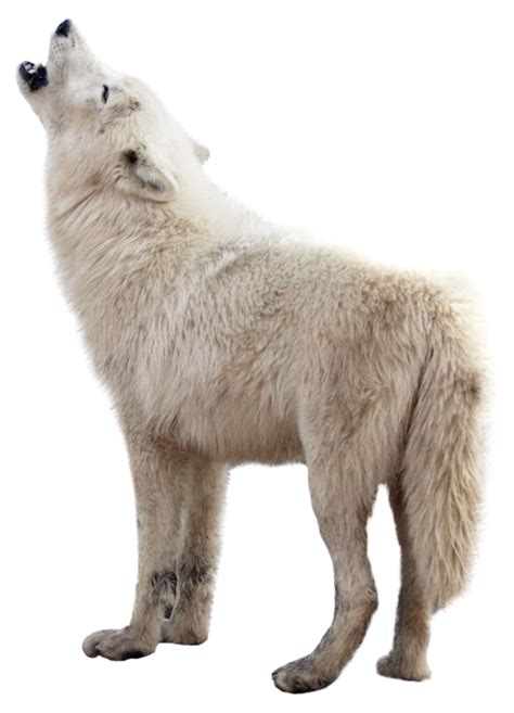 Arctic Fox Png Image With Transparent Background Png Arts