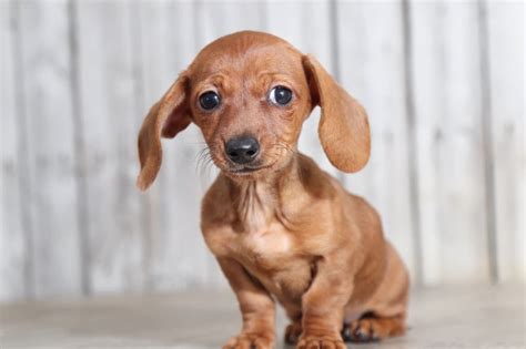Find havapoo puppies for sale with pictures from reputable havapoo breeders. Molly - Precious Red Dachshund - Puppies Online