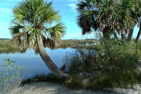 Florida Shade Trees By Wayne Denmark