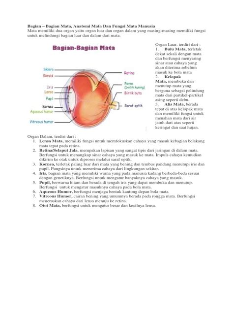 Maybe you would like to learn more about one of these? Bagian - Bagian Mata, Anatomi Mata Dan Fungsi Mata Manusia
