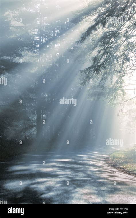 Road With Sunbeams Stock Photo Alamy