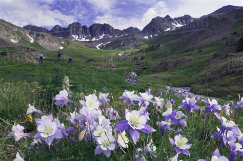Mountains And Wildflowers In Alpine Meadow Blue Columbine