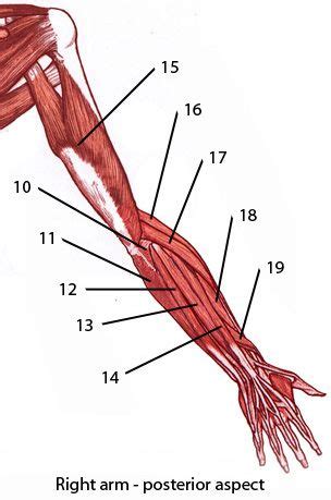 It fits in more with the brachioradialis then with the extensors that we have grouped in the forearm. Free anatomy quiz, upper limb (arm) muscles from the back. Can you name them? | Anatomy | Arm ...