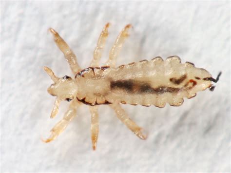 What Do Lice Look Like Pictures Of Nits Eggs And Lice
