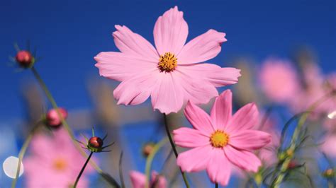 Pink Cosmos Flower Hd Flowers 4k Wallpapers Images Backgrounds