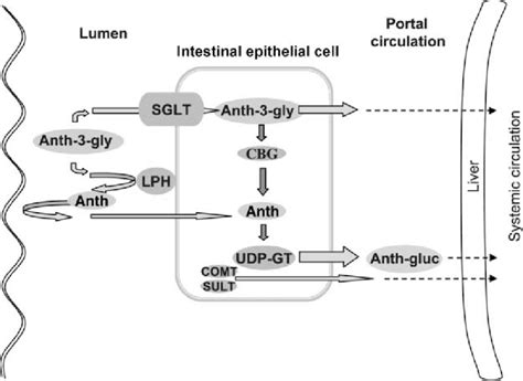 Potential Mechanisms Of Anthocyanin Anth Absorption Sglt