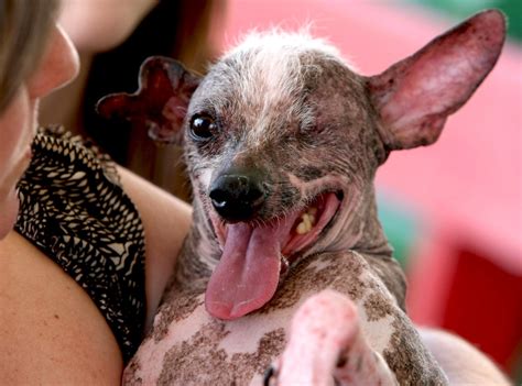 2008 Worlds Ugliest Dog Contest Winner From Worlds Ugliest Dog