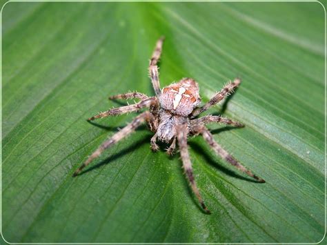 Barn Spider Wallpapers Fun Animals Wiki Videos HD Wallpapers Download Free Images Wallpaper [wallpaper981.blogspot.com]