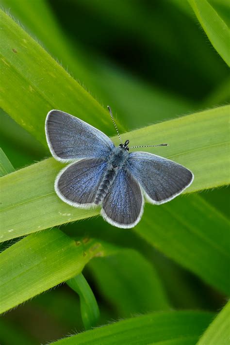 Uk Butterflies Small Blue Cupido Minimus