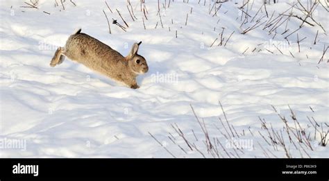 Snow Rabbit Running Hi Res Stock Photography And Images Alamy