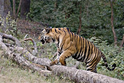 Bandhavgarh National Park National Parks Wildlife Of India Wildlife