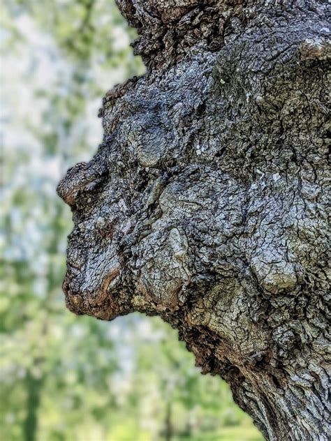 Natural Face Profile Of Tree Spirit In White Oak Tree Trunk Stock Photo