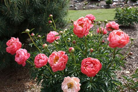 Photo Of The Bloom Of Garden Peony Paeonia Coral Charm Posted By