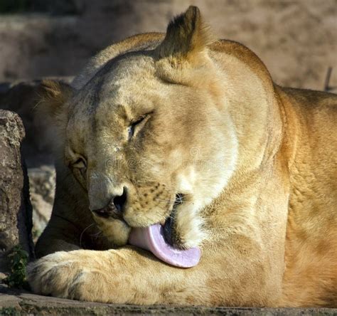 Paws Lioness Which Lies On The Tree Close Up Uganda East Africa