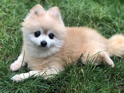 10 Things You Need To Know Before Owning A Pomeranian