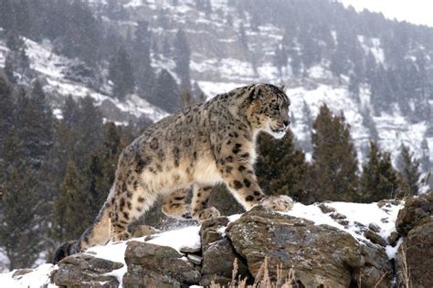 Leopardo De Las Nieves Caminando Entre Las Rocas Nevadas 77987