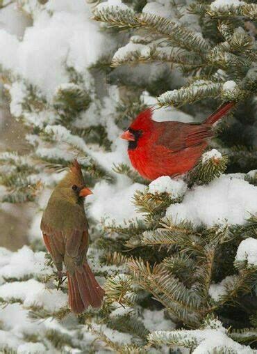 Pin By Dawn Fortune On Cardinals Beautiful Birds Pet Birds Pretty Birds