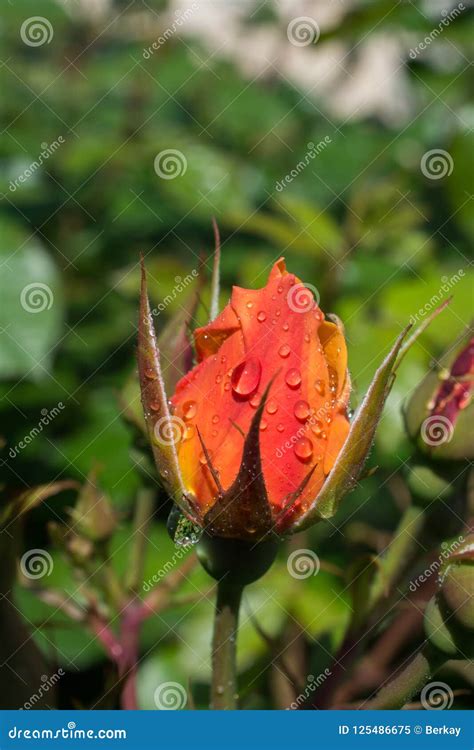 Blooming Beautiful Colorful Rose Bud In Floral Background Stock Image