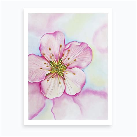Cherry Blossom Art Print by Charlotte Hogg Design - Fy
