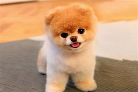 20 Fun Facts You Didnt Know About Boo The Worlds Cutest Dog
