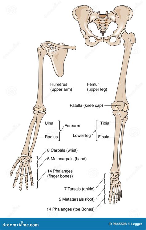 Human Limb Bone Anatomy