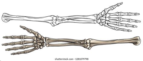 Human Arm Bone Names