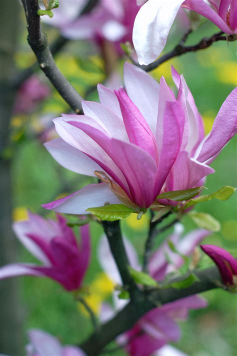 Trees plants trees plants plant nature tree flower green leaves winter sky white leaf landscape summer snow background flowers forest macro blue christmas beautiful soil high definition picture care branch spring garden xmas outside flora season seedlings wood holiday decoration pattern cold frost growth. Magnolia Flowers Free Stock Photo - Public Domain Pictures