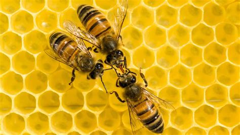 The Secret Language Of Bees Abc Radio National