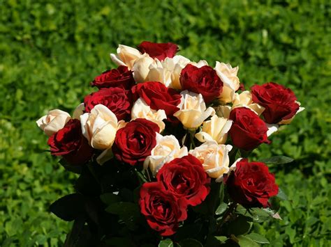 Фото Красивые Розы В Хорошем Качестве Telegraph