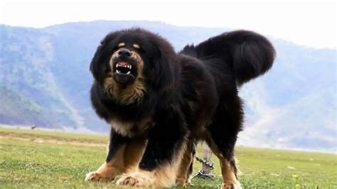 Tibetan Mastiff Dogs Photo Collection Tibetan Mastiff Photos