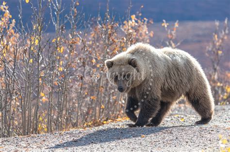 Frostys View Grizzly Bear