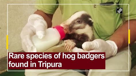 Rare Species Of Hog Badgers Found In Tripura Youtube