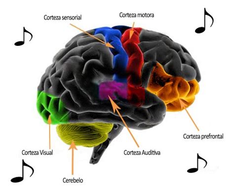 Efecto De La Musica En El Cerebro Efectos De La Música En El Cerebro