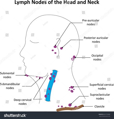 Lymph Nodes Head And Neck Diagram Diagram Media