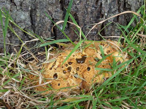 आपरेशन कर निकाला आधा जबड़ा, पहले निकाली थी एक आंख. Fungus at base of dead plum tree - Fungi Pictures ...