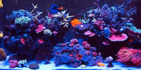 Aquarium Installation Basic Components Of A Reef Tank 55 Off