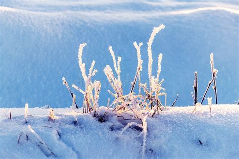 Winter Morning With Dry Grass Covered With Thick Frost In Sunny Weather