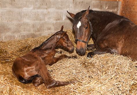 Mare And Foal Stock Photos Pictures And Royalty Free Images Istock