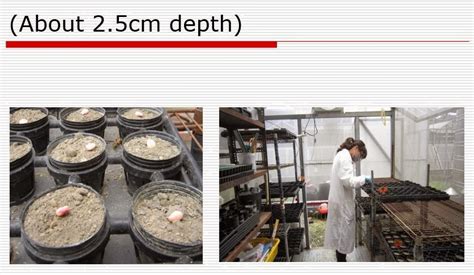 Rice hulls are a waste product that can be used as a soil amendment, for mulch, for making bokashi, to create biochar, or for compositing. The effects of rice husk biochar and its silicon content ...