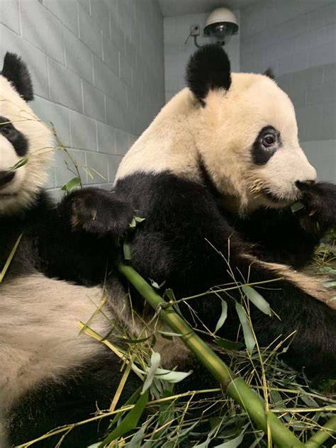 Panda Updates Wednesday December 16 Zoo Atlanta