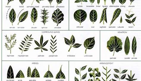 Pin by Vassag Hovsep on Les Plantes | Tree leaf identification, Tree