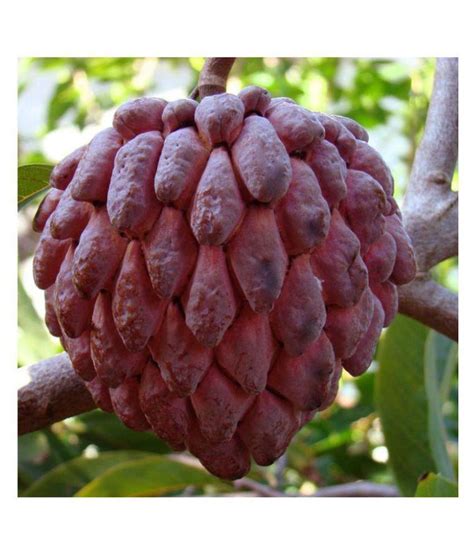 In this video you will learn how to eat a sugar apple. RARE RED Sugar Apple Fruit seeds - 20 Pcs TN ORGANIC: Buy ...